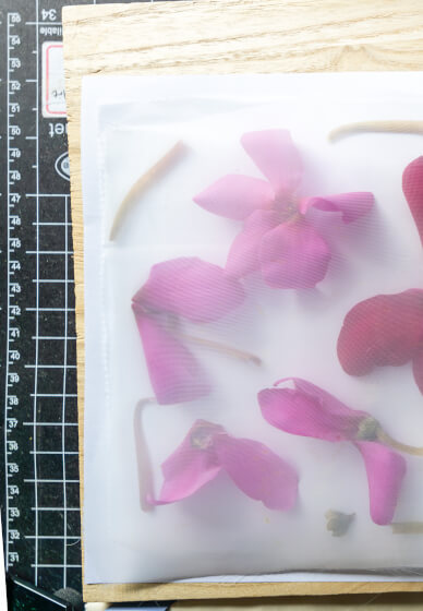 Pressed Flower Workshop – the Art of Flower Preservation
