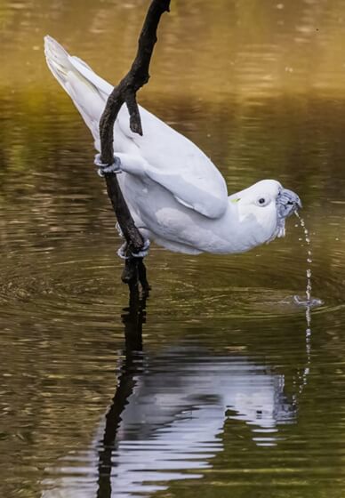 Private Bird Photography Workshop