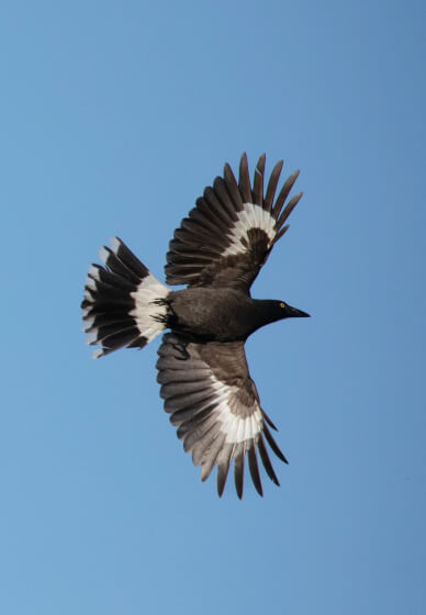 Private Bird Photography Workshop