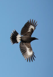 Private Bird Photography Workshop