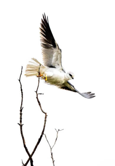 Private Bird Photography Workshop