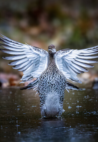Private Bird Photography Workshop