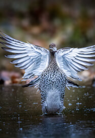 Private Bird Photography Workshop