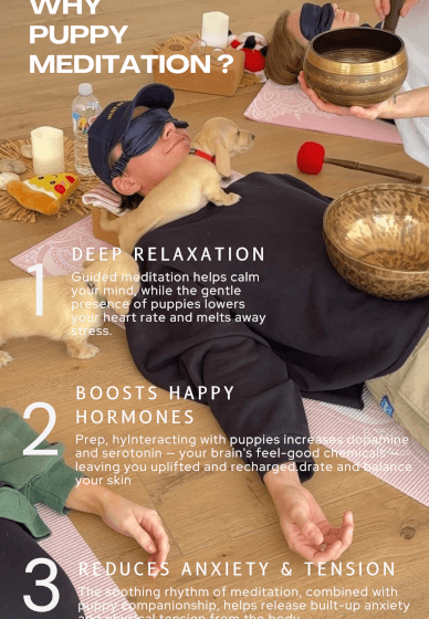 Puppy Meditation Class: Relax and Recharge with Puppies