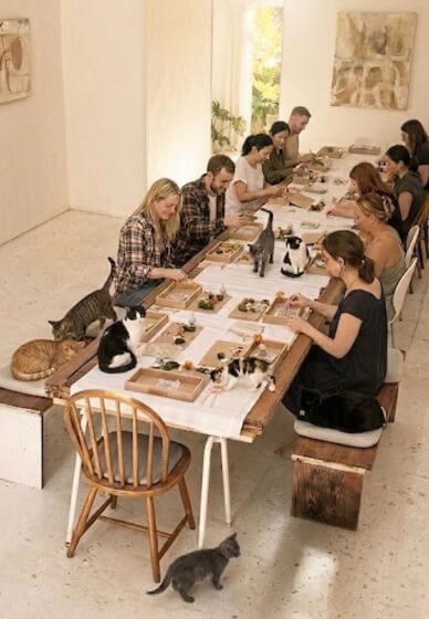Purr Garden X Rescue Kittens DIY Mini Zen Garden Class