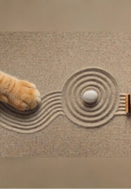 Purr Garden X Rescue Kittens DIY Mini Zen Garden Class