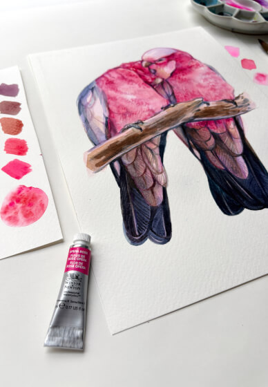 Romance in Pink: Watercolour Painting Galahs