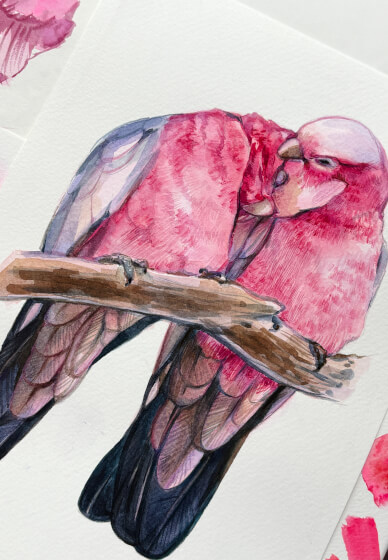Romance in Pink: Watercolour Painting Galahs