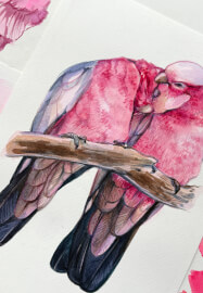 Romance in Pink: Watercolour Painting Galahs