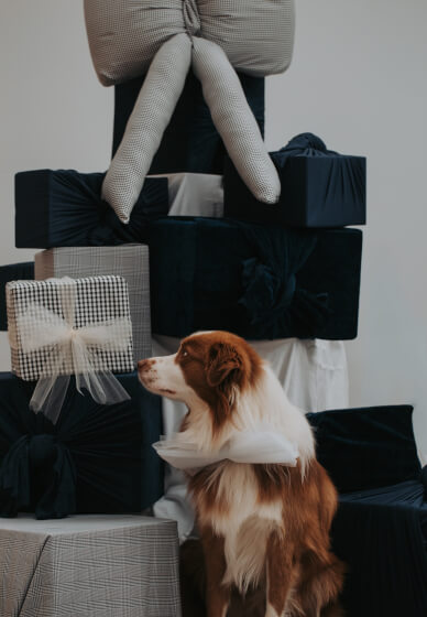 Santa Paws (Pet Christmas Photos)