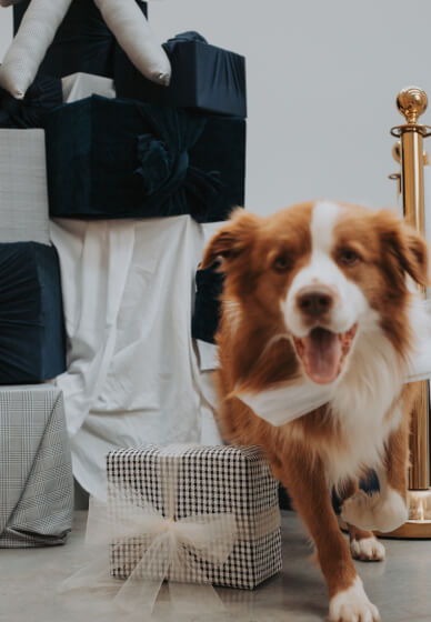 Santa Paws (Pet Christmas Photos)