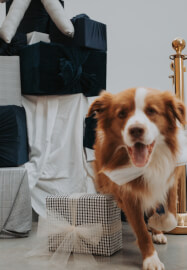 Santa Paws (Pet Christmas Photos)