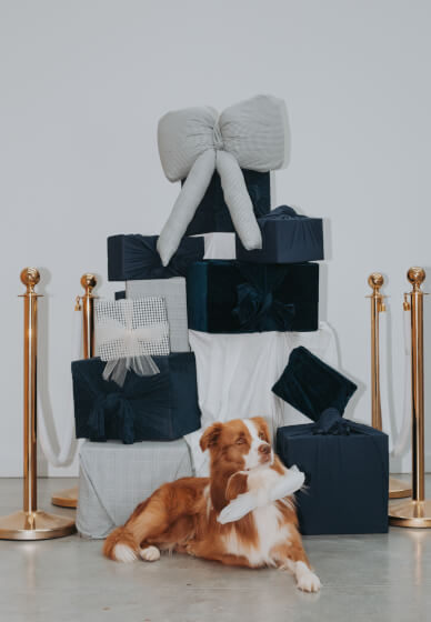 Santa Paws (Pet Christmas Photos)