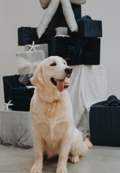 Santa Paws (Pet Christmas Photos)