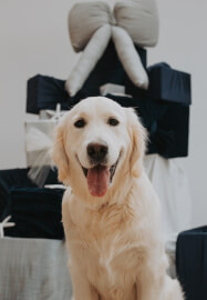 Santa Paws (Pet Christmas Photos)