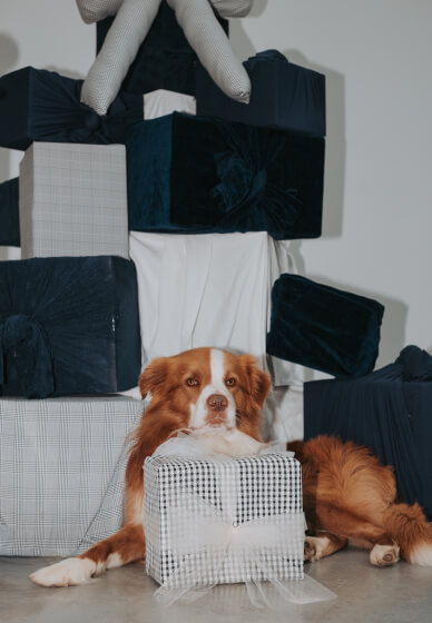 Santa Paws (Pet Christmas Photos)