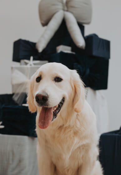 Santa Paws (Pet Christmas Photos)