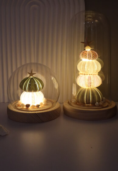 Sea Urchin Shell Night Light Making Class