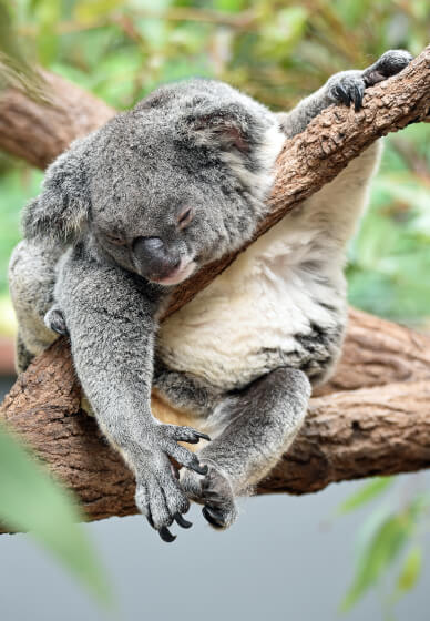 Sleep Sanctuary Workshop