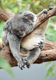 Sleep Sanctuary Workshop