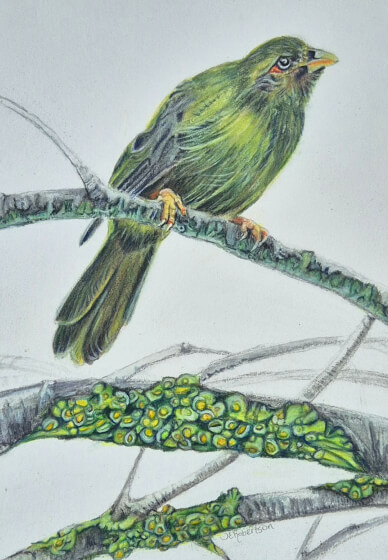 Small Bird Watercolour Workshop