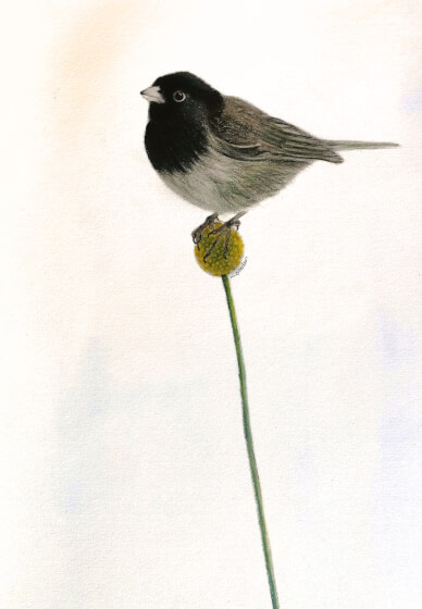 Small Bird Watercolour Workshop