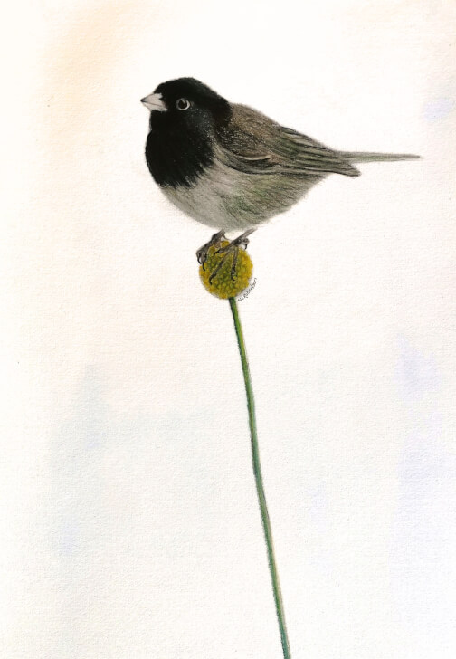 Small Bird Watercolour Workshop