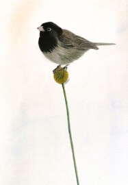 Small Bird Watercolour Workshop