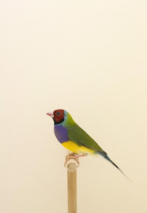 Small Bird Watercolour Workshop