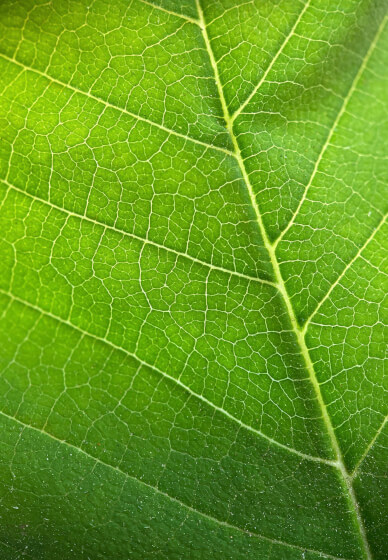 Smartphone Photography Workshop: Shoot Like a Pro