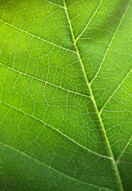 Smartphone Photography Workshop: Shoot Like a Pro