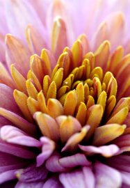 Soulful Gatherings for Women, Hens and Private Groups