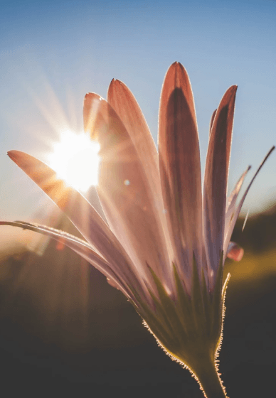 Sound and Soul: Nervous System Reset