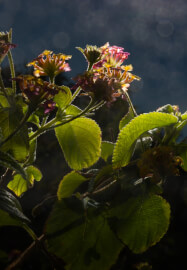 Speedlite Essentials: Half Day Beginners Photographic Workshop