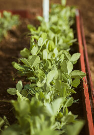 Spring Vegetable Seed Raising Workshop