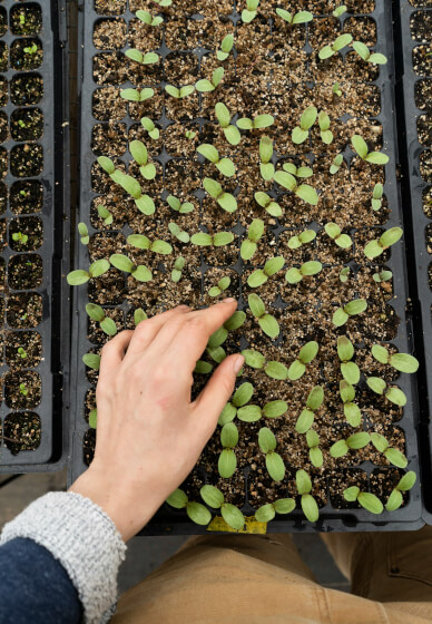 Spring Vegetable Seed Raising Workshop
