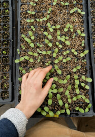 Spring Vegetable Seed Raising Workshop