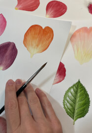 Study of a Rose Watercolour Workshop