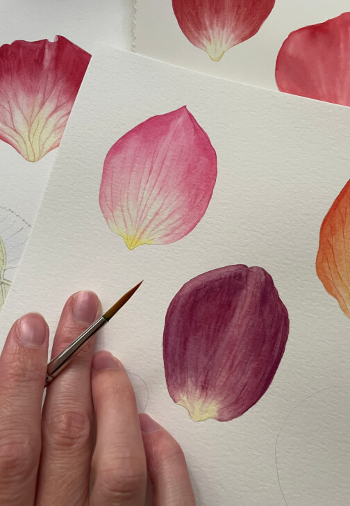 Study of a Rose Workshop