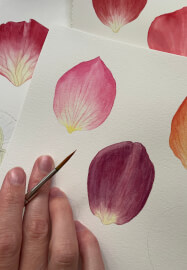 Study of a Rose Workshop