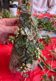 Succulent Christmas Tree Making Workshop