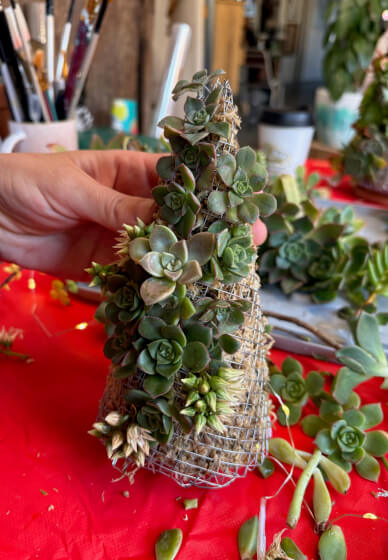 Succulent Christmas Tree Making Workshop