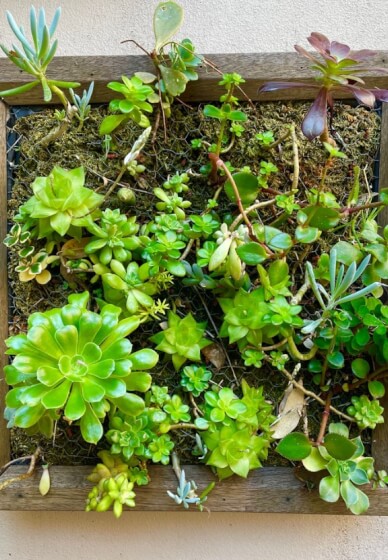 Succulent Frame Workshop for Beginners