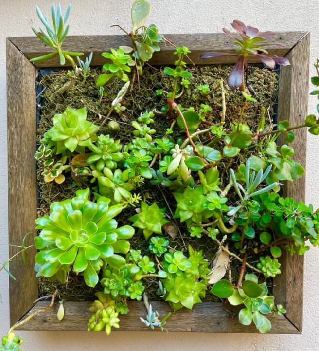 Succulent Frame Workshop for Beginners