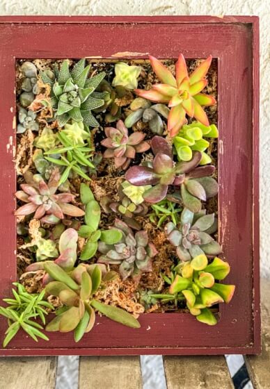 Succulent Frame Workshop for Beginners