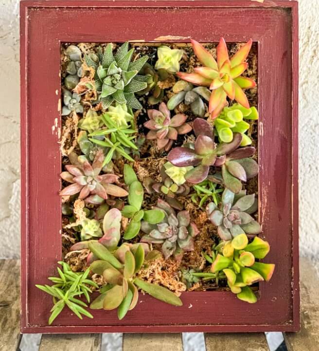 Succulent Frame Workshop for Beginners