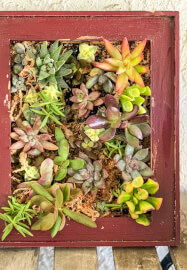 Succulent Frame Workshop for Beginners
