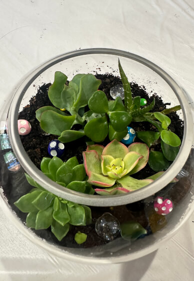 Succulent Terrarium Making Workshop