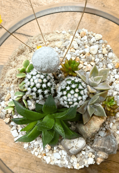 Succulent Terrarium Workshop