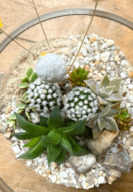 Succulent Terrarium Workshop